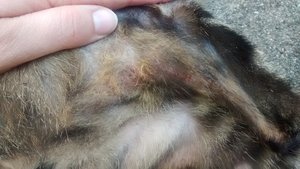 Bein hinten rechts Rückseite_groß.jpg