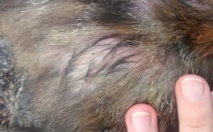 Bein hinten links außen.jpg