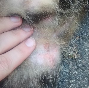 Bein hinten links innen.jpg