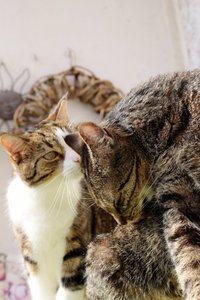 IMG_2225 (426x640).jpg