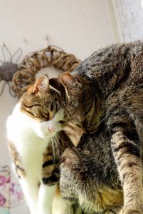 IMG_2226 (427x640).jpg