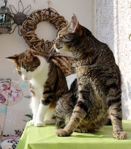 IMG_2229 (559x640).jpg