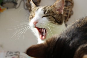 IMG_2236 (640x427).jpg