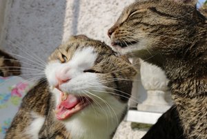 IMG_2240 (640x427).jpg