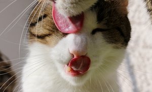 IMG_2249 (640x389).jpg