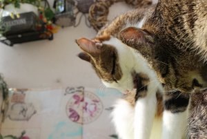 IMG_2254 (640x427).jpg