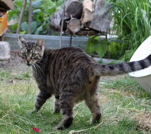 IMG_2317 (640x566).jpg