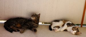 IMG_2393 (640x276).jpg