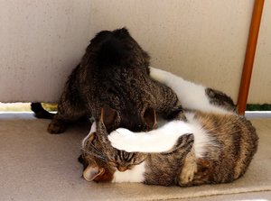 IMG_2406 (640x475).jpg