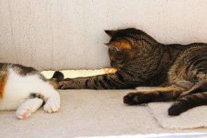 IMG_2416 (640x426).jpg