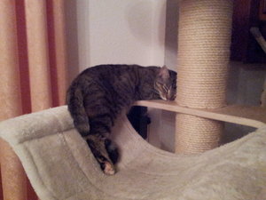 Vicky schläft im KB.jpg