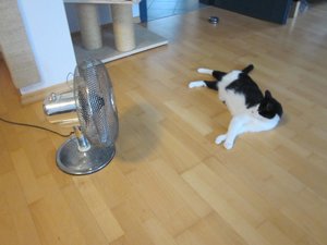 frido und venti 002.jpg