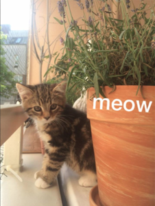 Bildschirmfoto 2015-07-16 um 00.36.22.png