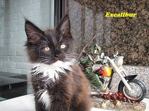 ImageUploadedByTapatalk1438341647.847048.jpg ImageUploadedByTapatalk1438341647.847048.jpg