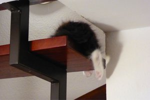 ImageUploadedByTapatalk1438341751.095549.jpg ImageUploadedByTapatalk1438341751.095549.jpg