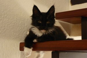 ImageUploadedByTapatalk1438341833.318465.jpg ImageUploadedByTapatalk1438341833.318465.jpg