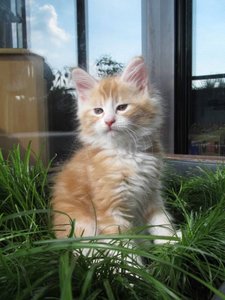 ImageUploadedByTapatalk1438352256.985508.jpg ImageUploadedByTapatalk1438352256.985508.jpg