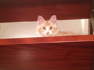 ImageUploadedByTapatalk1438352312.161553.jpg ImageUploadedByTapatalk1438352312.161553.jpg