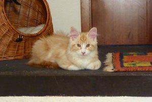 ImageUploadedByTapatalk1438352361.020289.jpg ImageUploadedByTapatalk1438352361.020289.jpg