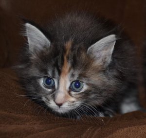 ImageUploadedByTapatalk1438353864.568955.jpg ImageUploadedByTapatalk1438353864.568955.jpg