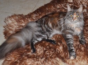 ImageUploadedByTapatalk1438353929.917096.jpg ImageUploadedByTapatalk1438353929.917096.jpg