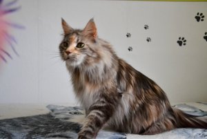 ImageUploadedByTapatalk1438353985.977712.jpg ImageUploadedByTapatalk1438353985.977712.jpg