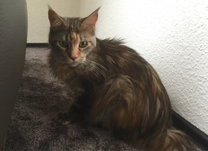 ImageUploadedByTapatalk1438354114.125420.jpg ImageUploadedByTapatalk1438354114.125420.jpg