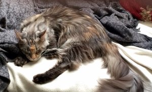 ImageUploadedByTapatalk1438354159.513982.jpg ImageUploadedByTapatalk1438354159.513982.jpg