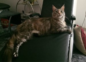 ImageUploadedByTapatalk1438354233.633148.jpg ImageUploadedByTapatalk1438354233.633148.jpg