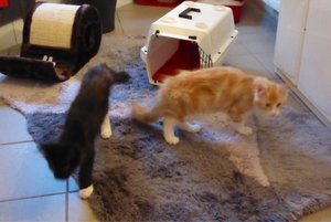 ImageUploadedByTapatalk1438409553.750211.jpg ImageUploadedByTapatalk1438409553.750211.jpg