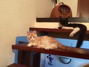 ImageUploadedByTapatalk1438409654.980203.jpg ImageUploadedByTapatalk1438409654.980203.jpg