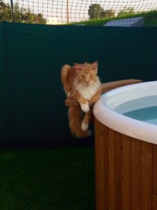 ImageUploadedByTapatalk1438967682.790084.jpg ImageUploadedByTapatalk1438967682.790084.jpg