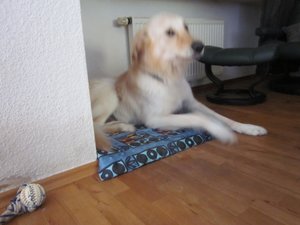 Fanta im Glück 006.jpg