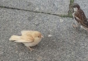 Spatz auf Prager Str..jpg
