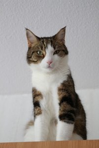 IMG_3602 (427x640).jpg