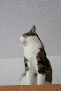 IMG_3603 (427x640).jpg