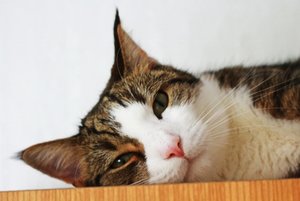 IMG_3630 (640x427).jpg