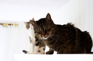 IMG_3653 (640x423).jpg