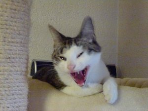 Minou wääääääääh.jpg