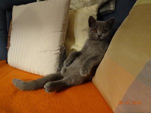 2015-01-29 20.20.52.jpg