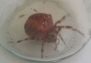 Spinne 23.09.2015 (2).jpg