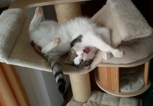 Lusy im Kratzbaum.jpg