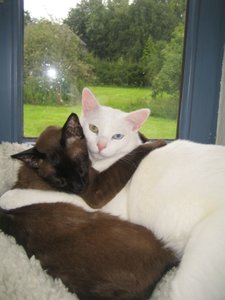 Spielkissen 10 x 20 cm mit Katzenminzeeinlage 002.jpg