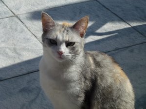 Katzen Mai 2015 027.jpg