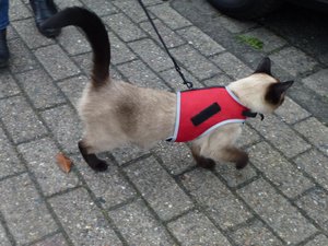 katzen 30.03.12 010.jpg