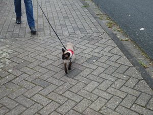 katzen 30.03.12 011.jpg