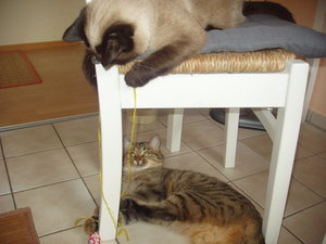 schlafende Katzen 007.jpg