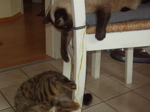 schlafende Katzen 008.jpg