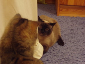 Kampf oder Spiel 002.jpg