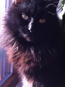 Sammy un Raja im Schnee 005.jpg